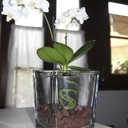 住宿加早餐酒店 Ca' Di Vissai